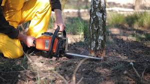 Best Emergency Tree Removal  in Kingsland, TX