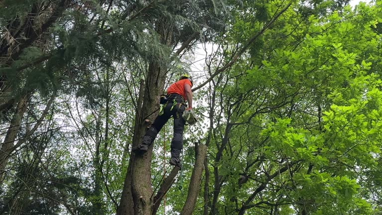 Trusted Kingsland, TX Tree Services Experts