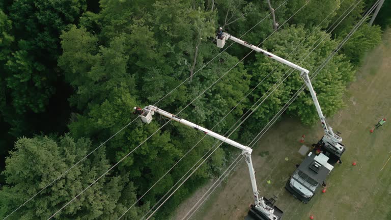 Best Storm Damage Tree Cleanup  in Kingsland, TX