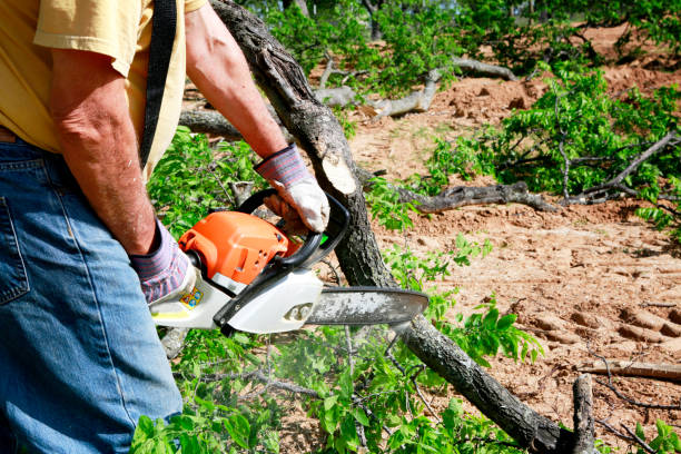 Best Seasonal Cleanup (Spring/Fall)  in Kingsland, TX